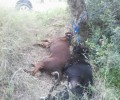 Χανιά: Έδεσε τα σκυλιά στο δέντρο και τα άφησε να πεθάνουν εκεί στο Κάτω Δαράτσο